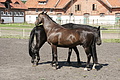 DSC03800 - Bernhard Saalfeld