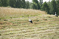 DSC03932 - Bernhard Saalfeld