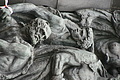 DSC04324 - Bernhard Saalfeld