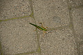 DSC04439 - Bernhard Saalfeld