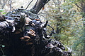 DSC07851 - Bernhard Saalfeld