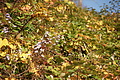 DSC07871 - Bernhard Saalfeld