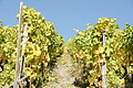 DSC07930 - Bernhard Saalfeld