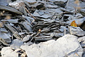 DSC07936 - Bernhard Saalfeld