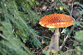 DSC07941 - Bernhard Saalfeld