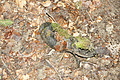 DSC00850 - Bernhard Saalfeld