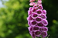 DSC00870 - Bernhard Saalfeld