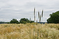 DSC00939 - Bernhard Saalfeld