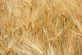 DSC00948 - Bernhard Saalfeld