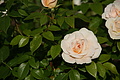 DSC01038 - Bernhard Saalfeld