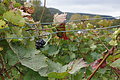 DSC09897 - Bernhard Saalfeld