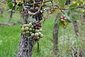 DSC09898 - Bernhard Saalfeld