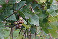 DSC09899 - Bernhard Saalfeld