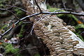 DSC09913 - Bernhard Saalfeld