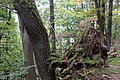 DSC09914 - Bernhard Saalfeld