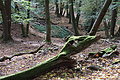 DSC09917 - Bernhard Saalfeld