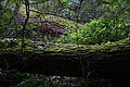 DSC09923 - Bernhard Saalfeld