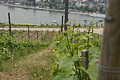DSC03892 - Bernhard Saalfeld
