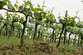 DSC03896 - Bernhard Saalfeld