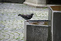DSC04556 - Bernhard Saalfeld
