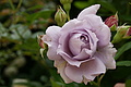 DSC06535 - Bernhard Saalfeld