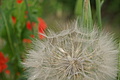 DSC06819 - Bernhard Saalfeld
