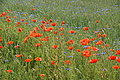 DSC06835 - Bernhard Saalfeld