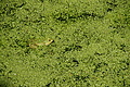 DSC07115 - Bernhard Saalfeld
