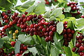 DSC07378 - Bernhard Saalfeld