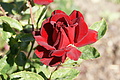 DSC07658 - Bernhard Saalfeld