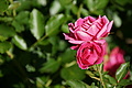 DSC07659 - Bernhard Saalfeld