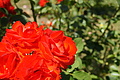 DSC07661 - Bernhard Saalfeld
