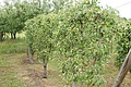 DSC07672 - Bernhard Saalfeld