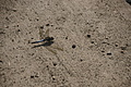 DSC07716 - Bernhard Saalfeld