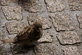 DSC07844 - Bernhard Saalfeld