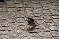 DSC07845 - Bernhard Saalfeld