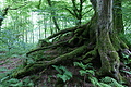 DSC03128 - Bernhard Saalfeld