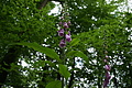 DSC03177 - Bernhard Saalfeld