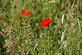 DSC03212 - Bernhard Saalfeld