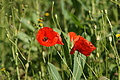 DSC03216 - Bernhard Saalfeld
