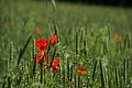 DSC03250 - Bernhard Saalfeld