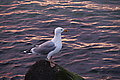 DSC04214 - Bernhard Saalfeld