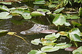 DSC01804 - Bernhard Saalfeld