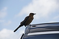 DSC01856 - Bernhard Saalfeld