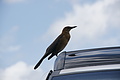 DSC01858 - Bernhard Saalfeld