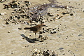 DSC02082 - Bernhard Saalfeld