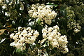 DSC02098 - Bernhard Saalfeld