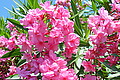 DSC00288 - Bernhard Saalfeld