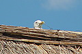 DSC00292 - Bernhard Saalfeld