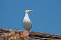 DSC00293 - Bernhard Saalfeld
